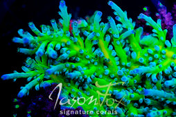 JASON FOX LEMONGRASS ACROPORA