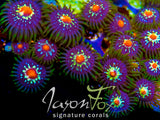 JASON FOX STARGAZER ZOA