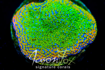 JASON FOX FRUITY  MONTIPORA