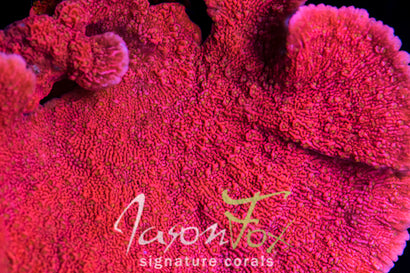 TYREE SETTING SUN YELLOW POLYP MONTIPORA CAP