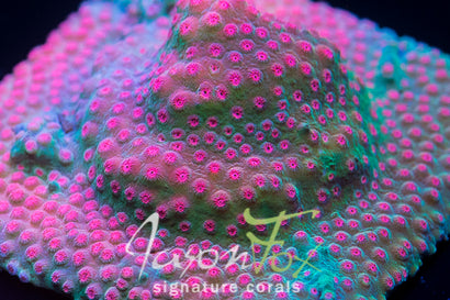 JASON FOX STRAWBERRY CYPHASTREA