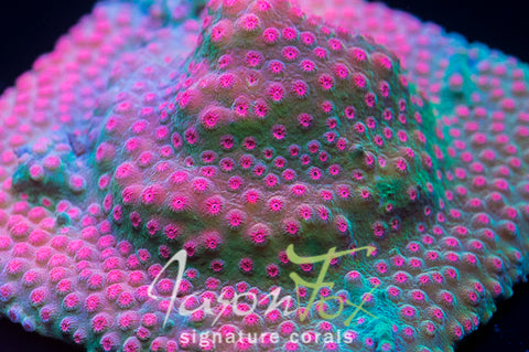 JASON FOX STRAWBERRY CYPHASTREA – Jason Fox Signature Corals