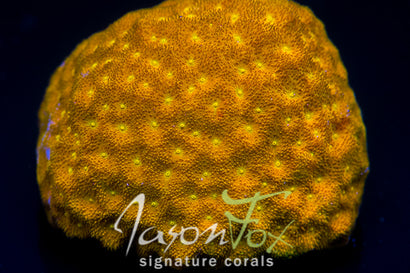 JASON FOX AUTUMN HARVEST PSAMMOCORA