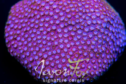 UC SPLENDIFEROUS CYPHASTREA