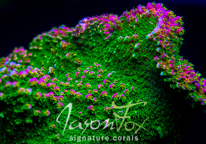 FHC FANTASIA ACROPORA