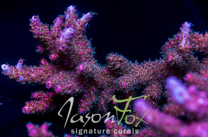 New New Release- Acropora Coral- SPS Frag- Tickled Pink- Acropora