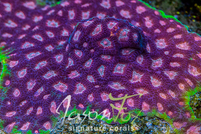 LPS CORALS – Page 2 – Jason Fox Signature Corals