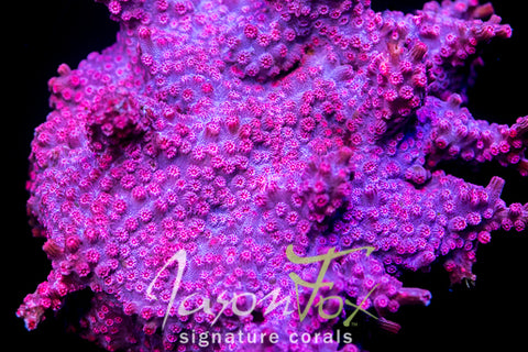 JASON FOX PINK BRANCHING CYPHASTREA – Jason Fox Signature Corals