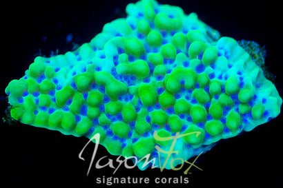 JASON FOX APPLE BERRY MONTIPORA