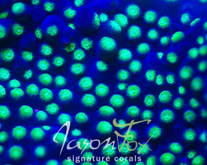 JASON FOX AGENT 420 CYPHASTREA