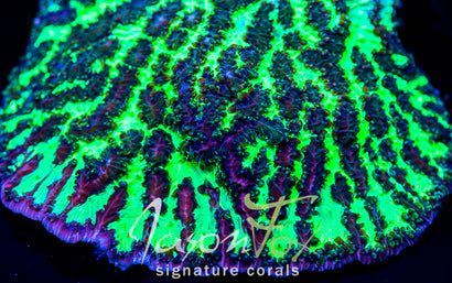 JASON FOX HIGHLIGHTER GREEN HYDNOPHORA