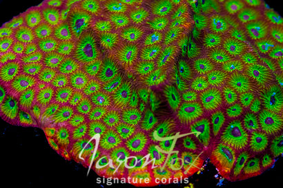 RR SPICY LEMON FAVIA