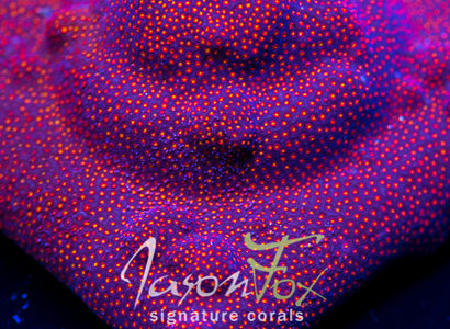 JASON FOX STARDUST STYLO