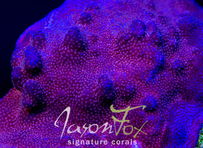 JASON FOX INDIGO MONTIPORA