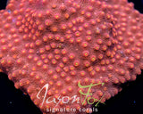 JASON FOX HOT HEAD CYPHASTREA