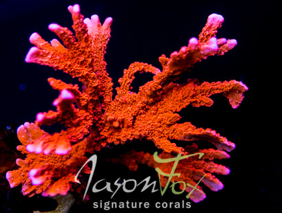 SPS CORALS – Page 2 – Jason Fox Signature Corals