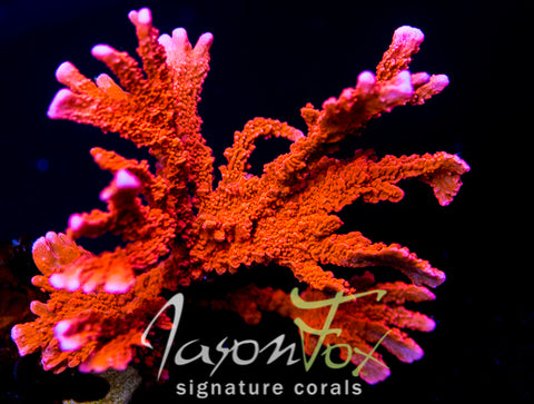 JASON FOX FIRE STARTER MONTIPORA HIRSUTA – Jason Fox