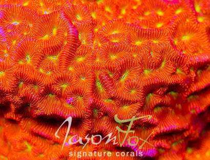 JASON FOX JACK - O - LANTERN LEPTOSERIS