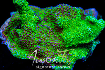 JASON FOX GRAFTED RAINBOW MONTI