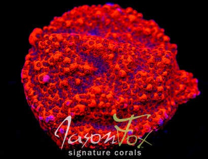 JF FRANKIES SUNKISSED MONTIPORA