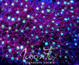 JASON FOX DEEP GALAXY STAR POLYPS