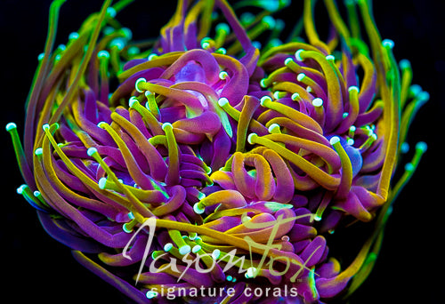 CC 21 TAILS TORCH – Jason Fox Signature Corals