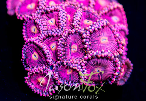 JASON FOX BURNING BLOSSOMS ZOANTHIDS – Jason Fox Signature