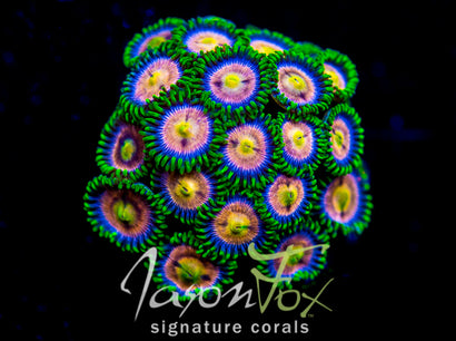 ZOANTHIDS | SOFTIES – Jason Fox Signature Corals