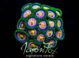 CC LAZER LEMONS ZOANTHIDS