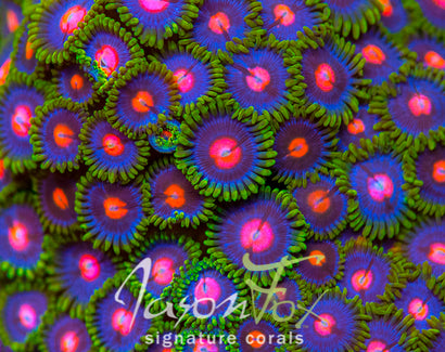 ZOANTHIDS | SOFTIES – Tagged 