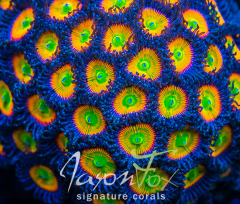 Jason Fox Insane Rainbow Paly – Jason Fox Signature Corals