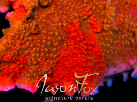 JASON FOX GRAFTED MONTIPORA SETOSA – Jason Fox Signature Corals