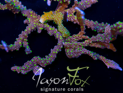 JASON FOX MIDNIGHT DYNAMITE MONTIPORA HIRSUTA