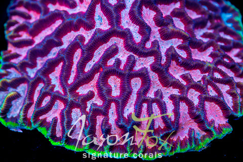 JASON FOX GROOVY GONIASTREA – Jason Fox Signature Corals
