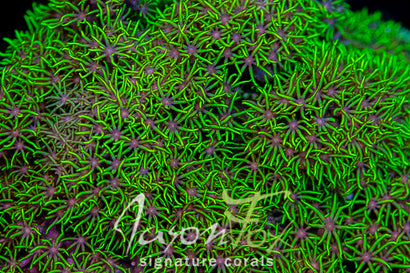 JASON FOX GRINCH FUZZ STAR POLYPS