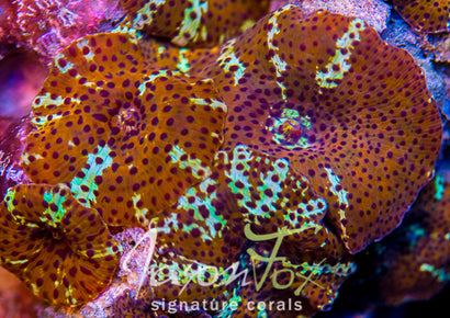 JASON FOX ORANGE SWIRL MUSHROOM