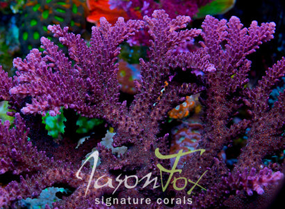 Jason Fox Deep Purple Stag