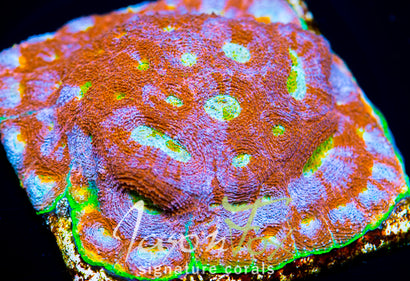 Jason Fox Sunset Watermelon Echinata