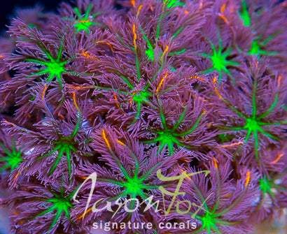 JASON FOX ORANGE INFUSED RAINBOW CLOVE POLYPS