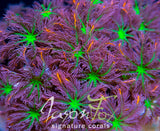 JASON FOX ORANGE INFUSED RAINBOW CLOVE POLYPS