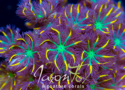 JASON FOX YELLOW INFUSED RAINBOW CLOVE POLYPS