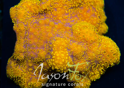 JASON FOX GOLDEN YELLOW PAVONA