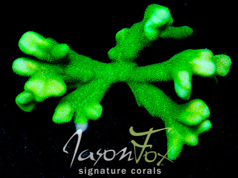 JASON FOX GREEN BRANCHING PSAMMOCORA – Jason Fox Signature Corals