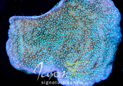 TYREE MONTIPORA UNDATA