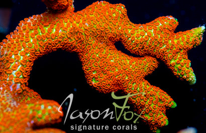 JASON FOX SUNTAN MONTIPORA DIGI