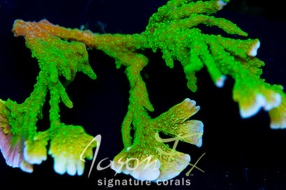 JASON FOX GREEN MONTIPORA HIRSUTA
