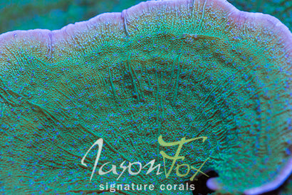 Jason Fox Blue Flower Montipora Cap