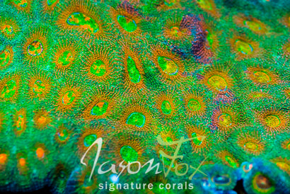 JASON FOX SPLIT PERSONALITY ACAN ECHINATA