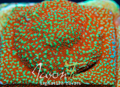 JASON FOX GRINCH MONTIPORA