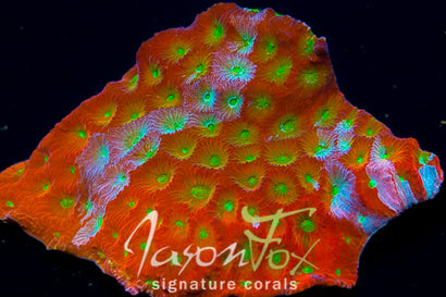 JASON FOX TOP FUEL FAVIA